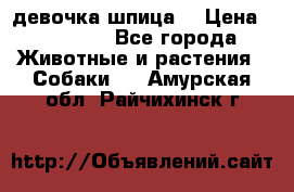 девочка шпица  › Цена ­ 40 000 - Все города Животные и растения » Собаки   . Амурская обл.,Райчихинск г.